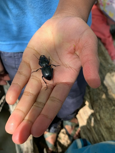 A young child holds a black beetle in their hand.